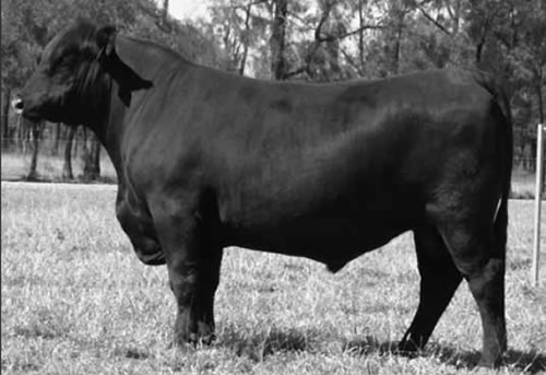 Raff Angus sire